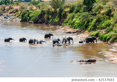 Elephant in water. National park of Kenya Elephant in water. National park of Kenya 42537683