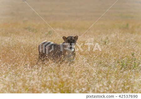 Lion in National park of Kenya Lion in National park of Kenya 42537690