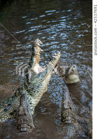 Crocodile in National park of Kenya, Africa 42537691
