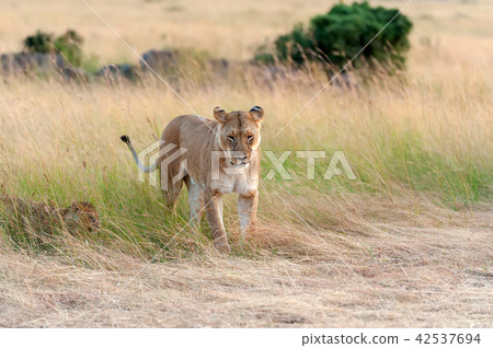 Lion in National park of Kenya Lion in National park of Kenya 42537694