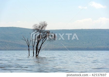 Savannah landscape with river  42537697