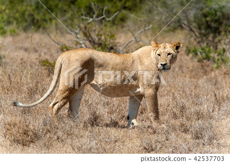 Lion in National park of Kenya Lion in National park of Kenya 42537703