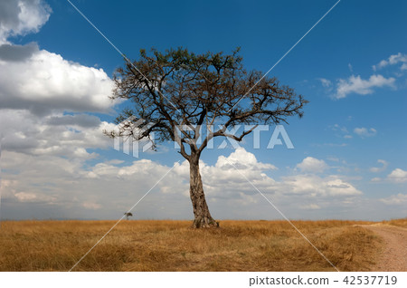 Landscape with nobody tree in Africa Landscape with nobody tree in Africa 42537719