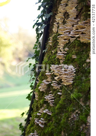 Chrysanthemum fungus 42537738