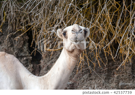 Close camel head 42537739