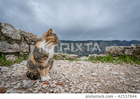 Cute cat from Kotor Cute cat from Kotor 42537844