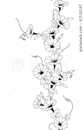 日本牽牛花圖案 插圖素材 圖庫