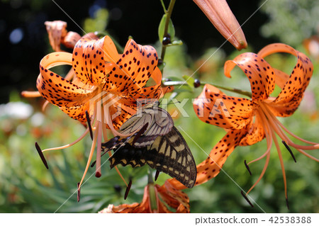 Swallowtail swallowtail that smokes the honeys of flower lily Swallowtail swallowtail that smokes the honeys of flower lily 42538388