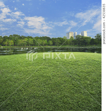 Green grass field with lake and tree in park 42538635