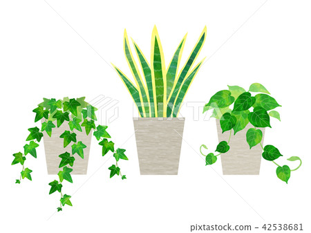 観葉植物 セット（アイビー、サンスベリア、ポトス） 42538681