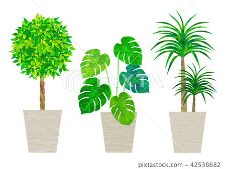 House Plant Set (Benjamin, Monstera, Dracaena) - Stock Illustration  [42538682] - PIXTA