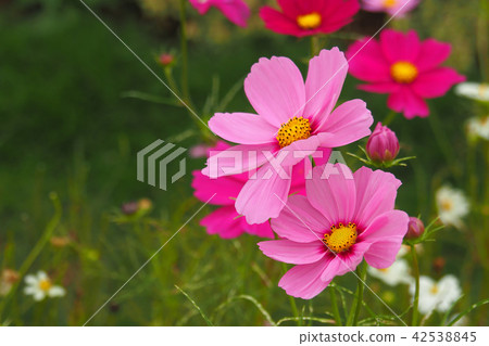  Cosmos field 42538845