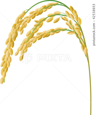 Rice 42538933