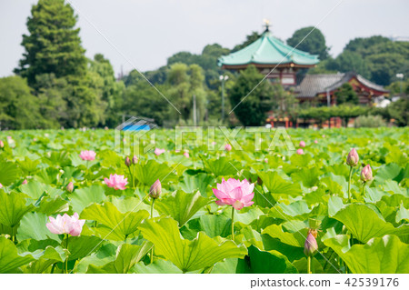 東京都上野公園不忍池蓮の季節 图库照片