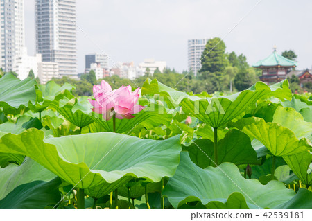 東京都上野公園不忍池蓮の季節 图库照片