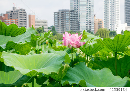 東京都上野公園不忍池蓮の季節 照片素材 圖片 圖庫