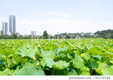 東京上野公園不忍池蓮花 42539198