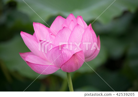 Tokyo Ueno Park Shinobazu Pond lotus flower 42539205