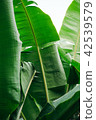 Green banana leaves with white isolated background 42539579
