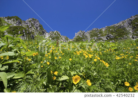 Flower garden of Central Alps / Senjojiki Karl Flower garden of Central Alps / Senjojiki Karl 42540232