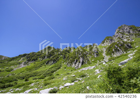 Central Alps / Senjaki-kiku curl 42540236