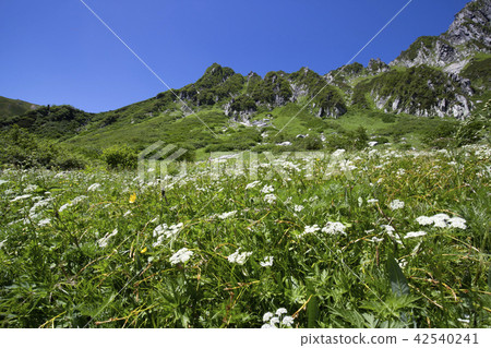Flower garden of Central Alps / Senjojiki Karl 42540241