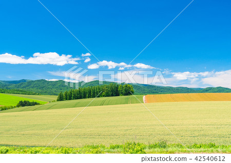 "Hokkaido" Hill of Biei · Rural scenery Patchwork path "Hokkaido" Hill of Biei · Rural scenery Patchwork path 42540612