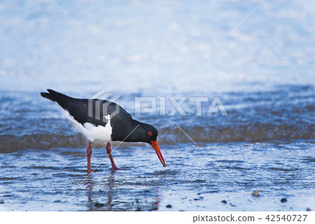 澳大利亞Miyakodori在海灘 42540727