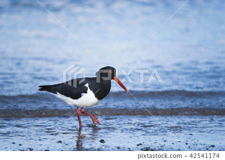 澳大利亞Miyakodori在海灘 42541174