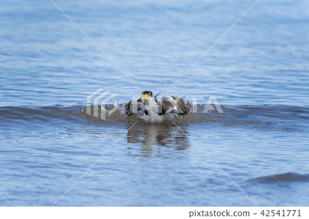 Seaside snuggles 42541771