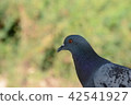 Pigeons and doves 42541927