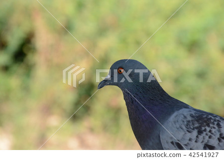 Pigeons and doves Pigeons and doves 42541927