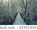mangrove forest 42541930