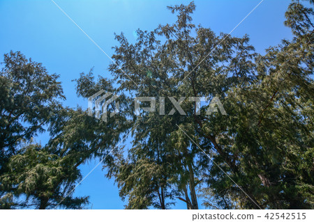 Oak trees (Casuarina equisetifolia) 42542515