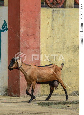 A goat walking on street A goat walking on street 42542567