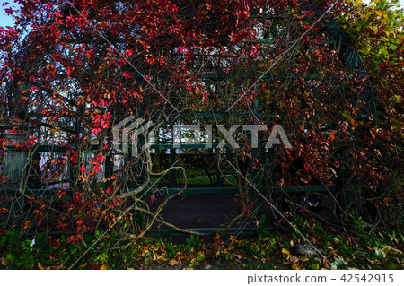 Autumn trees at garden in sunny day Autumn trees at garden in sunny day 42542915