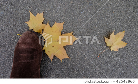 Autumn park in Saint Petersburg, Russia Autumn park in Saint Petersburg, Russia 42542966