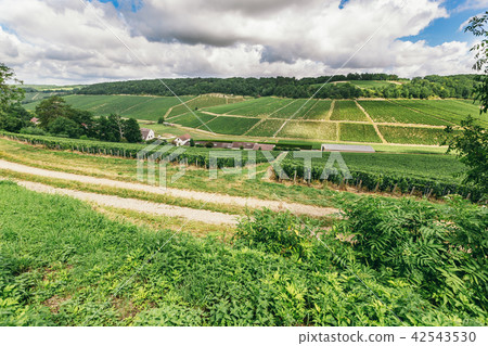 Grape lands in France Grape lands in France 42543530