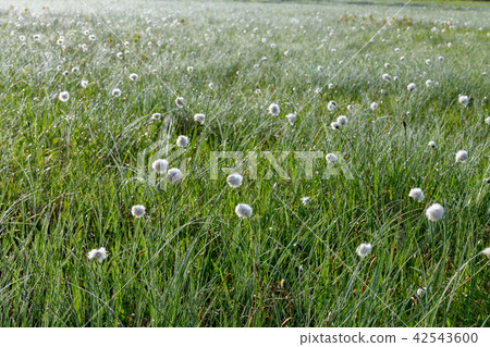 白毛羊鬍子草 42543600