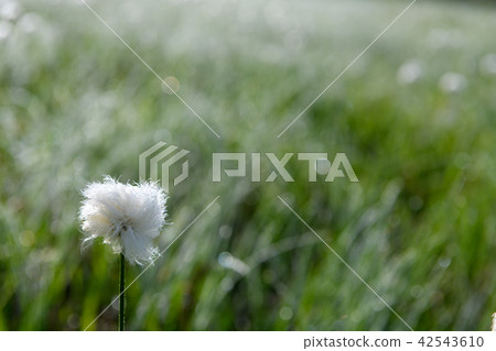 白毛羊鬍子草 42543610