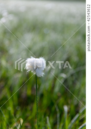 白毛羊鬍子草 42543612