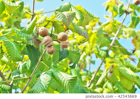 紅花栗子的果實 42543669