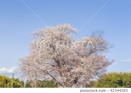 Ikko櫻桃樹 Ikko櫻桃樹 42544265