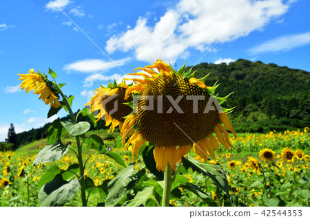 Sunflower up 42544353