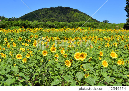 Sunflower clear sky Sunflower clear sky 42544354