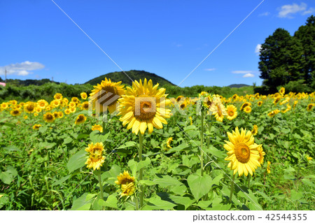Sunflower blue sky 42544355