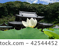 Mi Muroto-ji寺廟大廳 42544452