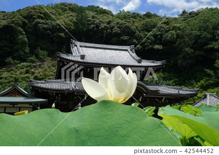 Mi Muroto-ji寺廟大廳 Mi Muroto-ji寺廟大廳 42544452