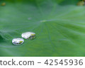 Lotus leaf 42545936