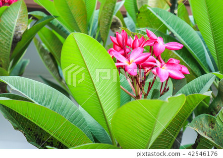 Plumeria Magenta boutique flower between leaves Plumeria Magenta boutique flower between leaves 42546176